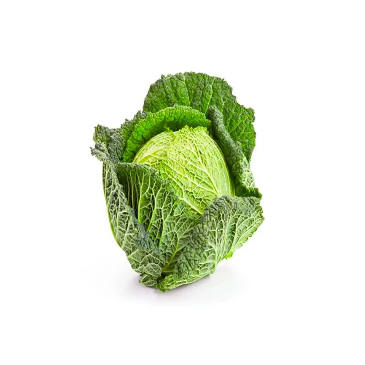 Cabbage Savoy