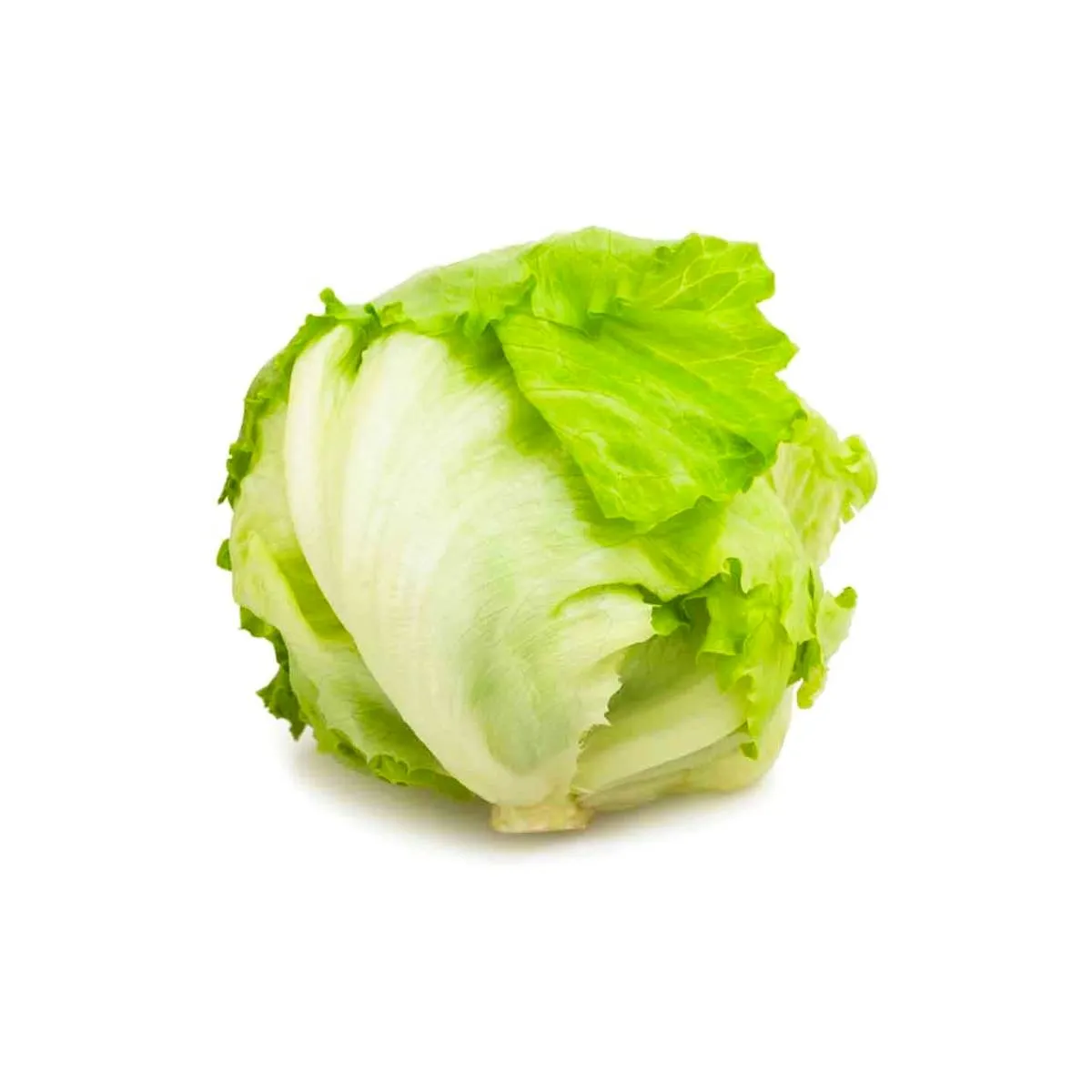 Lettuce Iceberg