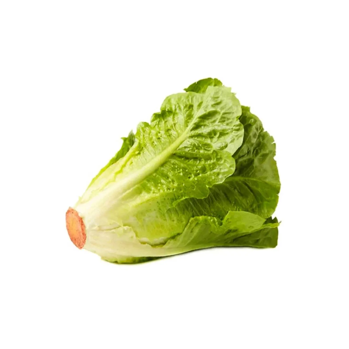 Lettuce