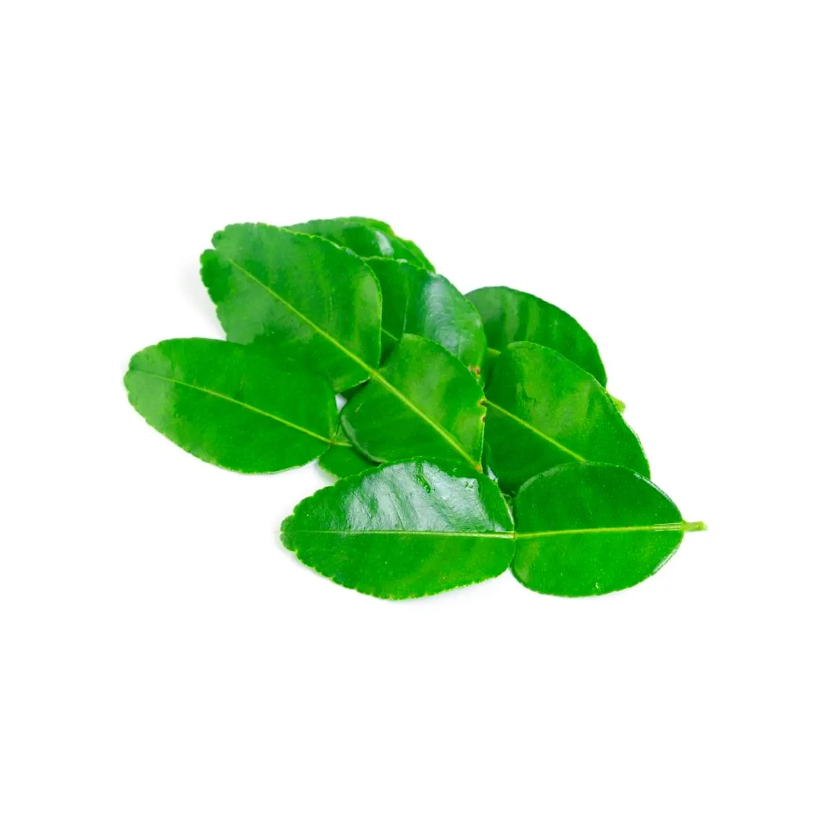 Lime Leaves