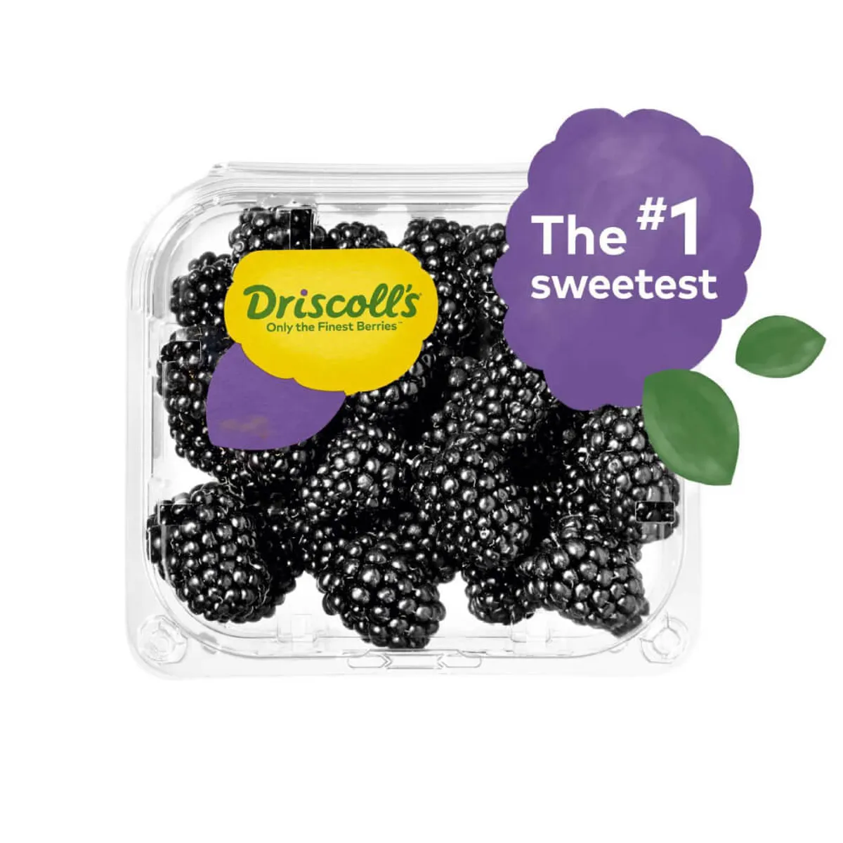 Driscoll's Blackberries