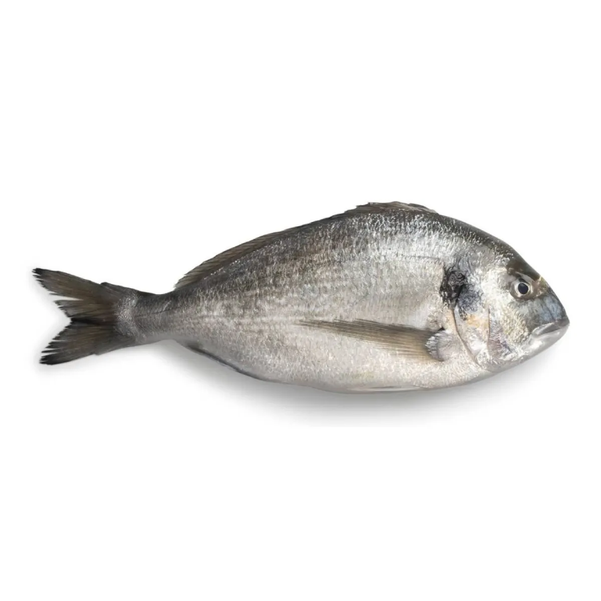 Sea Bream Turkey 400/600