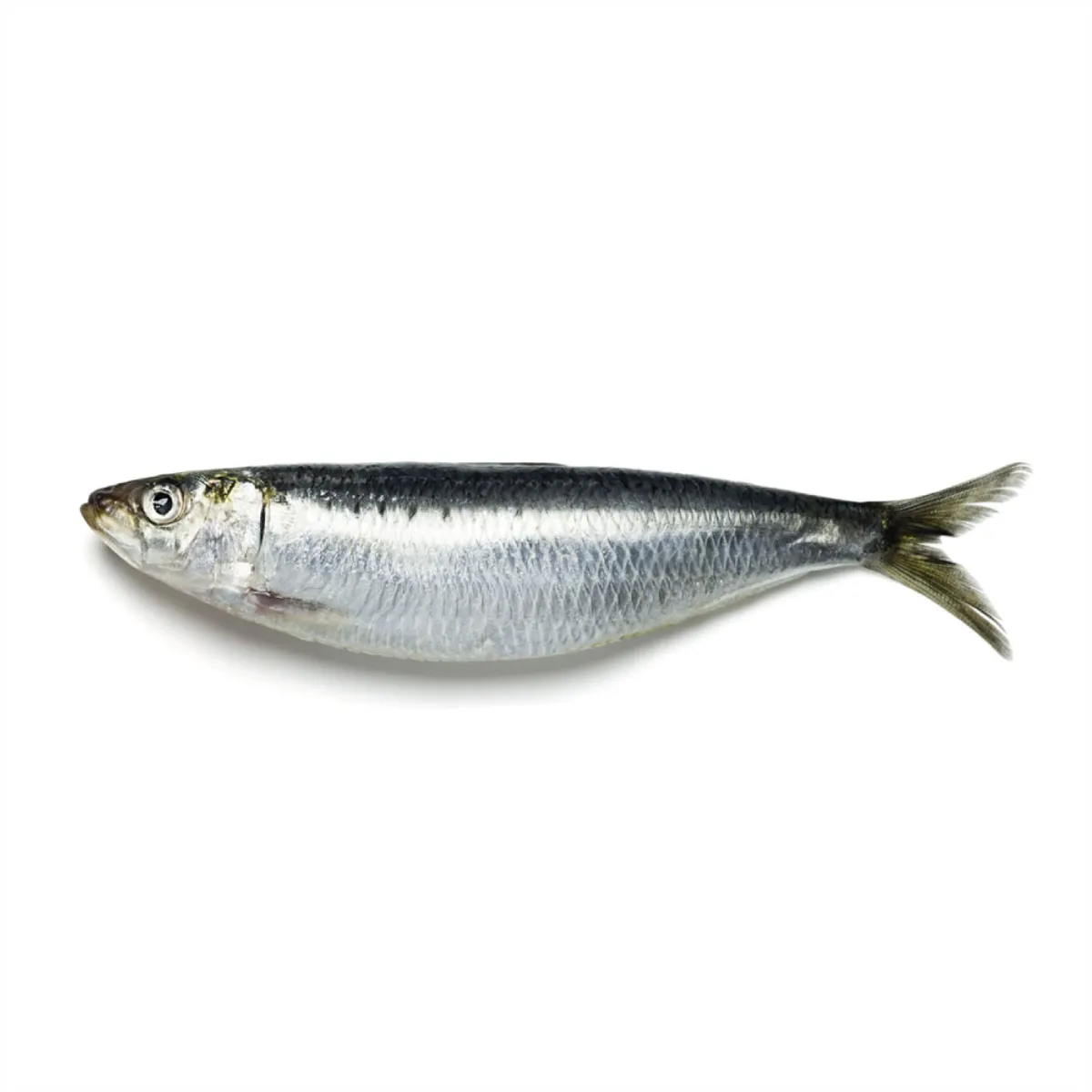 Fresh Big Sardine