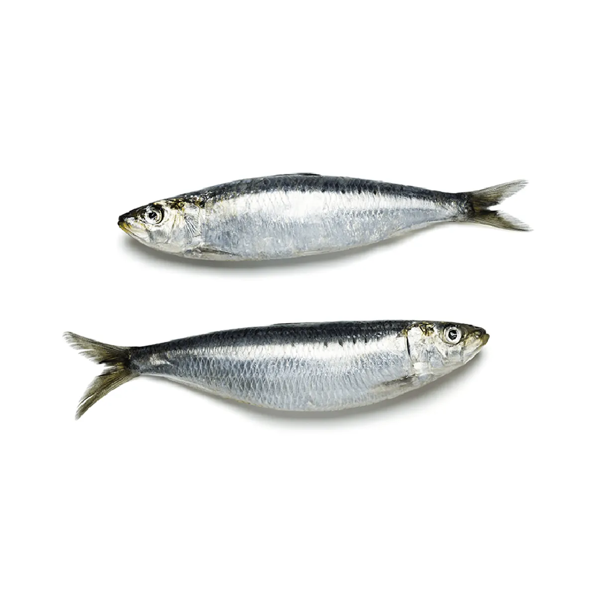Fresh Small Sardine